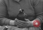 Image of Myna bird imitates people United Kingdom, 1958, second 28 stock footage video 65675057798