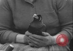 Image of Myna bird imitates people United Kingdom, 1958, second 29 stock footage video 65675057798