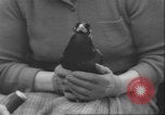 Image of Myna bird imitates people United Kingdom, 1958, second 35 stock footage video 65675057798