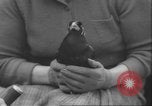 Image of Myna bird imitates people United Kingdom, 1958, second 36 stock footage video 65675057798