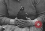 Image of Myna bird imitates people United Kingdom, 1958, second 37 stock footage video 65675057798