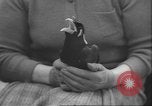 Image of Myna bird imitates people United Kingdom, 1958, second 42 stock footage video 65675057798