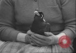 Image of Myna bird imitates people United Kingdom, 1958, second 51 stock footage video 65675057798