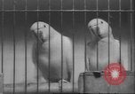 Image of Myna bird imitates people United Kingdom, 1958, second 52 stock footage video 65675057798