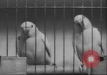 Image of Myna bird imitates people United Kingdom, 1958, second 53 stock footage video 65675057798