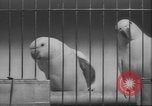 Image of Myna bird imitates people United Kingdom, 1958, second 54 stock footage video 65675057798