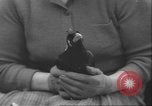 Image of Myna bird imitates people United Kingdom, 1958, second 55 stock footage video 65675057798