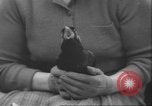 Image of Myna bird imitates people United Kingdom, 1958, second 56 stock footage video 65675057798