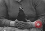 Image of Myna bird imitates people United Kingdom, 1958, second 57 stock footage video 65675057798