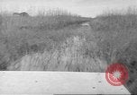 Immagine di Salvataggio di cervo Florida United States USA, 1960, secondo 10 filmato di repertorio 65675057800