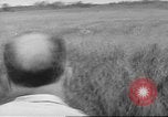 Immagine di Salvataggio di cervo Florida United States USA, 1960, secondo 16 filmato di repertorio 65675057800