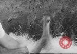 Immagine di Salvataggio di cervo Florida United States USA, 1960, secondo 23 filmato di repertorio 65675057800