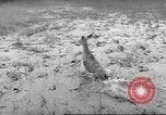 Immagine di Salvataggio di cervo Florida United States USA, 1960, secondo 24 filmato di repertorio 65675057800