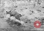 Immagine di Salvataggio di cervo Florida United States USA, 1960, secondo 25 filmato di repertorio 65675057800