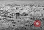 Immagine di Salvataggio di cervo Florida United States USA, 1960, secondo 29 filmato di repertorio 65675057800