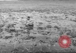 Immagine di Salvataggio di cervo Florida United States USA, 1960, secondo 30 filmato di repertorio 65675057800