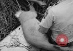 Immagine di Salvataggio di cervo Florida United States USA, 1960, secondo 33 filmato di repertorio 65675057800
