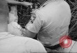 Immagine di Salvataggio di cervo Florida United States USA, 1960, secondo 34 filmato di repertorio 65675057800