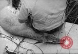 Immagine di Salvataggio di cervo Florida United States USA, 1960, secondo 36 filmato di repertorio 65675057800