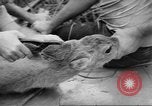 Immagine di Salvataggio di cervo Florida United States USA, 1960, secondo 37 filmato di repertorio 65675057800