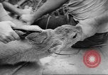 Immagine di Salvataggio di cervo Florida United States USA, 1960, secondo 38 filmato di repertorio 65675057800