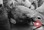 Immagine di Salvataggio di cervo Florida United States USA, 1960, secondo 39 filmato di repertorio 65675057800