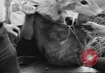 Immagine di Salvataggio di cervo Florida United States USA, 1960, secondo 40 filmato di repertorio 65675057800