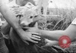 Immagine di Salvataggio di cervo Florida United States USA, 1960, secondo 42 filmato di repertorio 65675057800