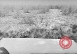 Immagine di Salvataggio di cervo Florida United States USA, 1960, secondo 50 filmato di repertorio 65675057800