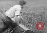 Immagine di Salvataggio di cervo Florida United States USA, 1960, secondo 58 filmato di repertorio 65675057800