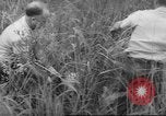 Immagine di Salvataggio di cervo Florida United States USA, 1960, secondo 60 filmato di repertorio 65675057800