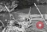 Standbild 35th Division 320th Infanterie Regiment Nancy Frankreich, 1944, aus Sekunde 61 historischem Filmmaterial Videoclip 65675057849