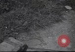 Standbild 4 Infanterie Division Frankreich, 1944, aus Sekunde 9 historischem Filmmaterial Videoclip 65675057872