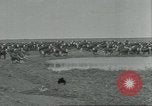 Immagine di Confezionamento della carne United States USA, 1922, secondo 55 filmato di repertorio 65675057876
