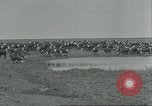 Immagine di Confezionamento della carne United States USA, 1922, secondo 56 filmato di repertorio 65675057876