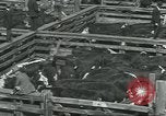 Immagine di Carne Industria di imballaggio Chicago Illinois USA, 1922, secondo 48 filmato di repertorio 65675057877