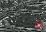 Immagine di Carne Industria di imballaggio Chicago Illinois USA, 1922, secondo 49 filmato di repertorio 65675057877