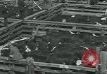 Immagine di Carne Industria di imballaggio Chicago Illinois USA, 1922, secondo 50 filmato di repertorio 65675057877