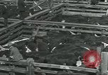 Immagine di Carne Industria di imballaggio Chicago Illinois USA, 1922, secondo 51 filmato di repertorio 65675057877