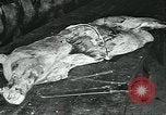 Standbild Meat Packing industry United States USA, 1922, aus Sekunde 23 historischem Filmmaterial Videoclip 65675057879