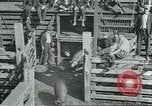 Standbild Meat Packing industry United States USA, 1922, aus Sekunde 16 historischem Filmmaterial Videoclip 65675057881
