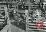 Standbild Meat Packing industry United States USA, 1922, aus Sekunde 19 historischem Filmmaterial Videoclip 65675057881