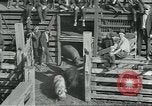 Standbild Meat Packing industry United States USA, 1922, aus Sekunde 20 historischem Filmmaterial Videoclip 65675057881