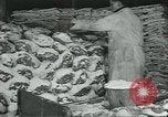Image d'abattoirs United States USA, 1922, de la seconde 48 séquences d'archives historiques vidéo 65675057882