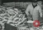 Image d'abattoirs United States USA, 1922, de la seconde 49 séquences d'archives historiques vidéo 65675057882