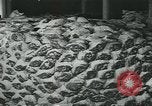 Image d'abattoirs United States USA, 1922, de la seconde 55 séquences d'archives historiques vidéo 65675057882