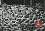 Image d'abattoirs United States USA, 1922, de la seconde 56 séquences d'archives historiques vidéo 65675057882