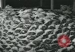Image d'abattoirs United States USA, 1922, de la seconde 57 séquences d'archives historiques vidéo 65675057882