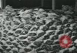 Image d'abattoirs United States USA, 1922, de la seconde 59 séquences d'archives historiques vidéo 65675057882