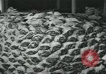 Image d'abattoirs United States USA, 1922, de la seconde 60 séquences d'archives historiques vidéo 65675057882
